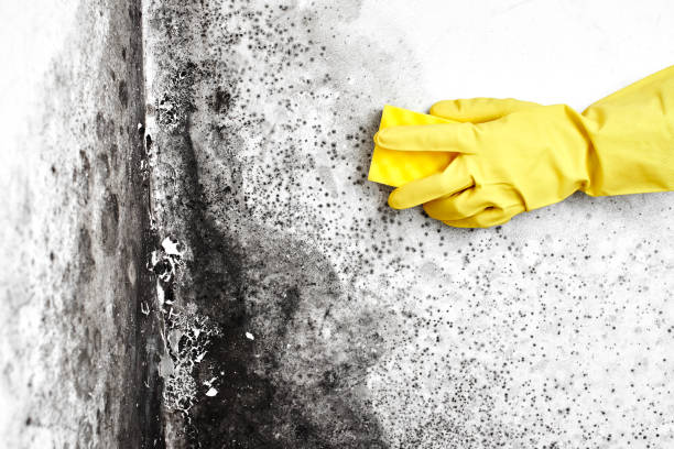 Best Post-Flood Mold Remediation in Iva, SC