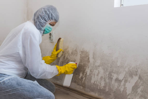 Best Industrial Mold Remediation in Iva, SC