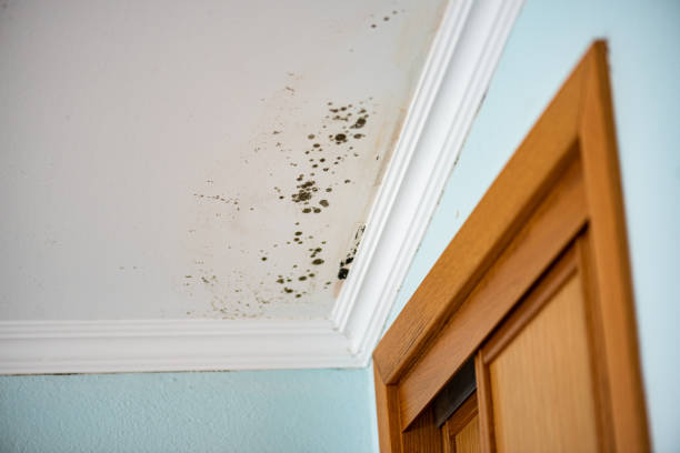 Best Residential Mold Remediation in Iva, SC