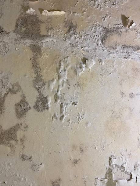 Best DIY Mold Remediation Support Services in Iva, SC